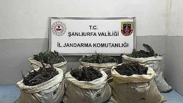 Mısır tarlasında gizlemiş 65 kilogram esrar ele geçirildi