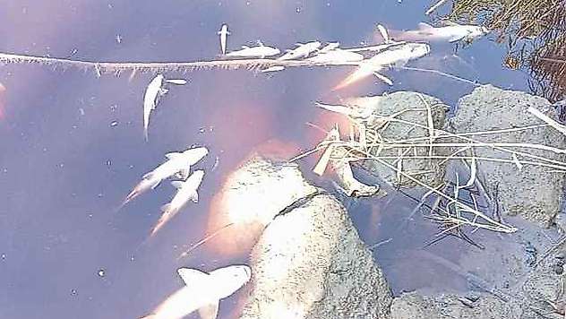 Karasu Çayı'na dökülen kimyasal atıklar yüzlerce balığı öldürdü
