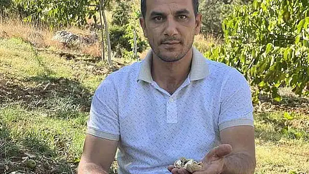 Maraş-18 cevizinde hasat dönemi