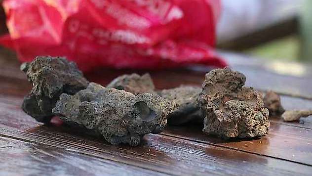 Mantar Toplarken Bulduğu Taşlara Gözü Gibi Bakıyor