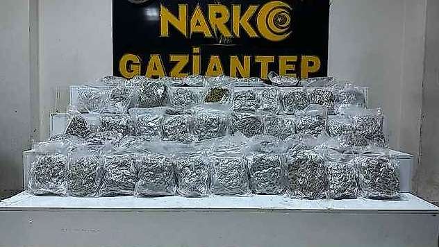 24 Kilo Skunk Ele Geçirildi