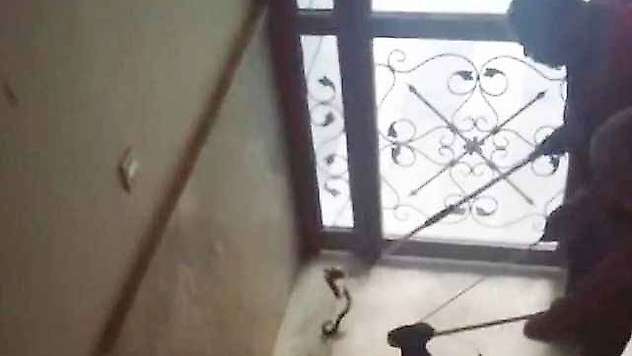 Şehirde Yakalanan Yılan Doğaya Salındı