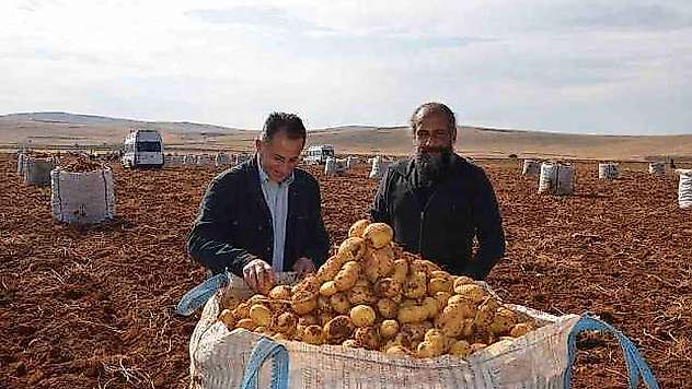 Malatya'da Patates Hasadı