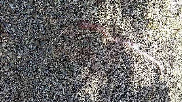 2,5 Metre Uzunluğundaki Yılan Korkuttu