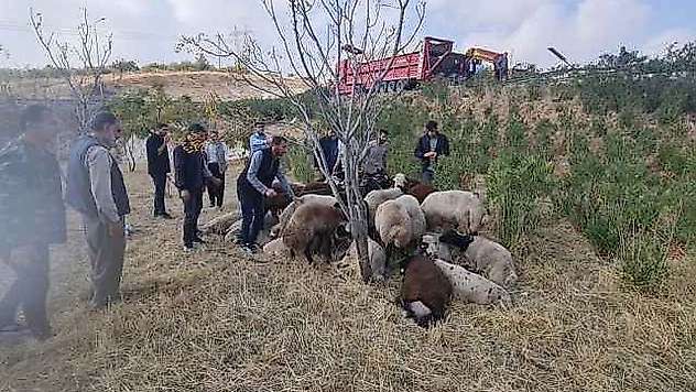 Şanlıurfa'da koyun yüklü tır devrildi: 80 koyun telef oldu