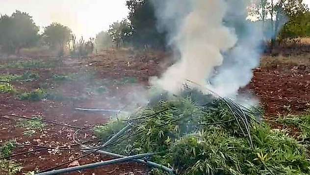 403 Kilo Esrar Ve 423 Bin Esrar Bitkisi Ele Geçirildi