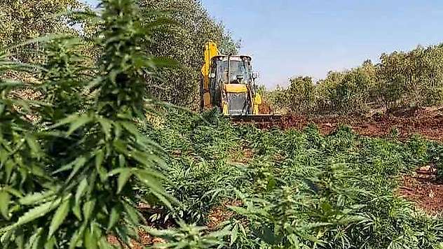 1 Ton 168 kilo esrar ele geçirildi