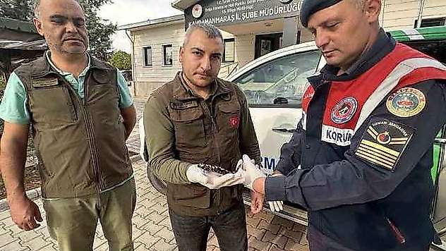 Nesli tükenmekte olan sarı benekli semender bulundu