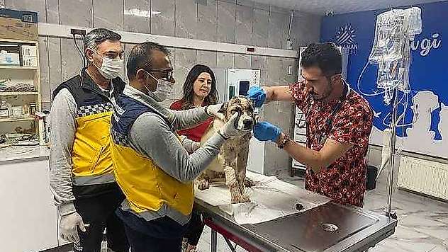Sahibi tarafından 13 yerinden bıçaklanan köpeğe 150 dikiş atıldı