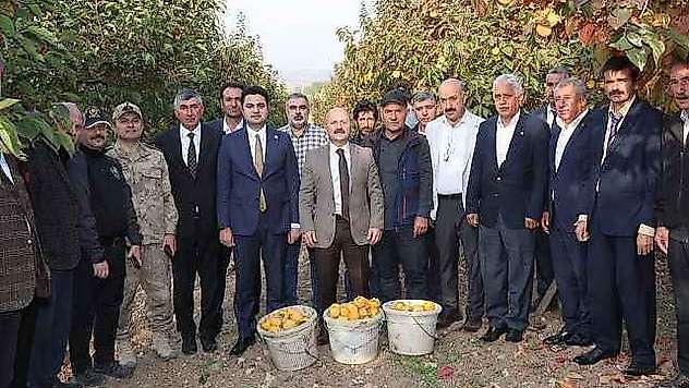 Gölbaşı ilçesinde hurma hasadı başladı