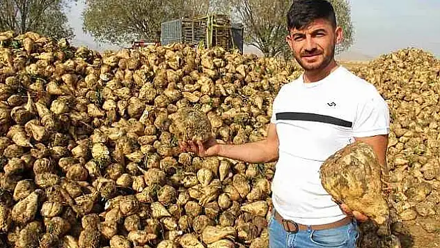 Kahramanmaraş'ta şeker pancarı hasadı başladı