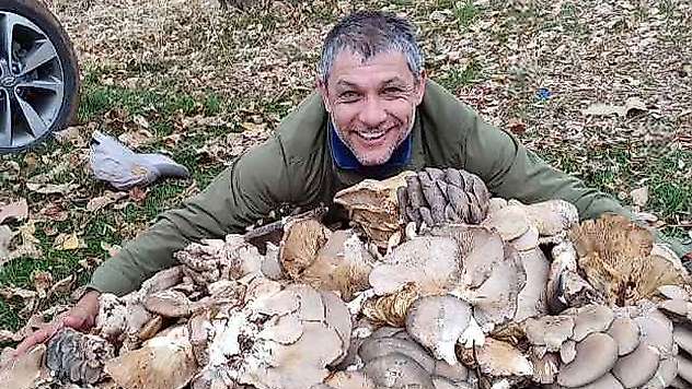 İstiridye mantarları görenleri şaşırttı