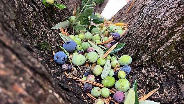 300 yıllık zeytin ağaçlarında rekolte düşük verim yüksek