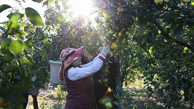 Rusya'nın ayvası Kahramanmaraş'tan