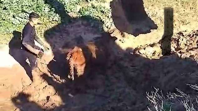Şırnak'ta çamura saplanan inek iki gün sonra kepçeyle kurtarıldı
