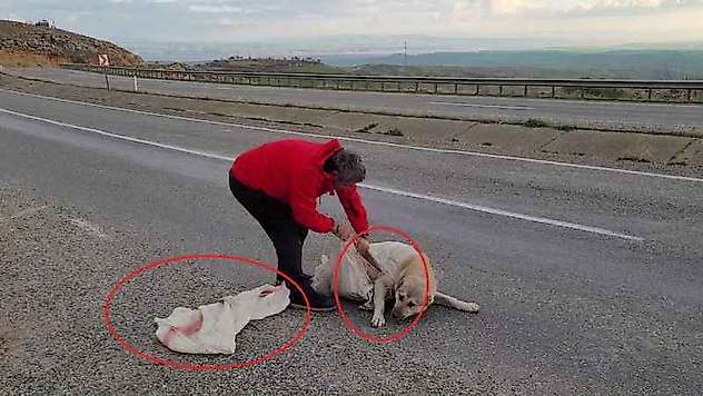 Vicdansızlığın böylesi: Torba içine koyulan köpek ölüme terk edildi