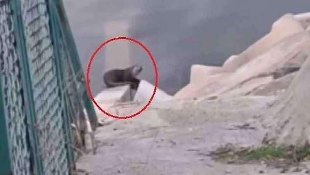 Devegeçidi Barajı'nda nesli tehdit altında olan su samuru görüldü