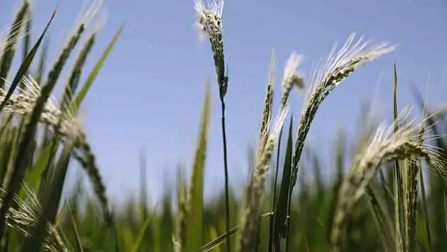 Diyarbakır'da üreticilere 952 milyon TL destekleme ödemesi başladı