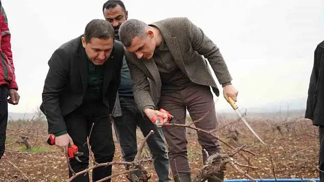 Kilis horozkarası üzümünde budama mesaisi başladı