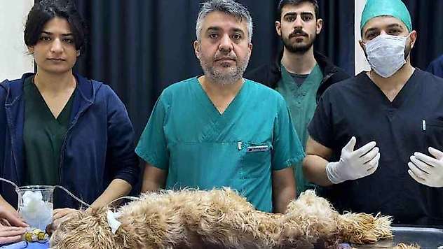 8 santimlik taş insandan değil, 10 yaşındaki 'Fındık' isimli köpekten çıktı