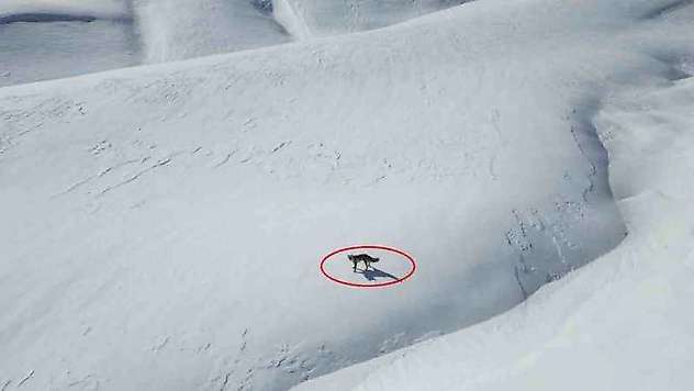 Beytüşşebap'ta tilkinin dron ile imtihanı