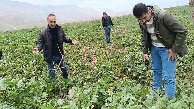 Siirt'te bağ ve bahçelerde yabancı otlarda artış yaşanıyor
