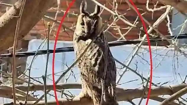 Diyarbakır'da nesli tükenmekte olan boynuzlu baykuş görüntülendi