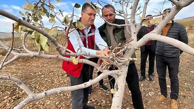 Şanlıurfa'da 'yeşil altın' için ilaçlama uyarısı