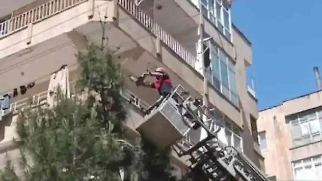 Ağaçta mahsur kalan güvercin kurtarıldı