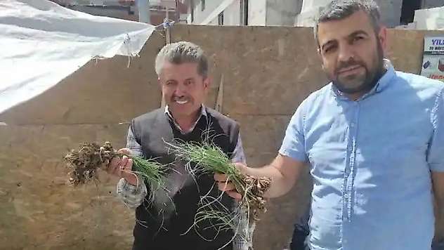 'Zuzubak' Otunun fiyatını duyan dönüp bir daha bakıyor: Kilosu 5 bin liradan alıcı buluyor