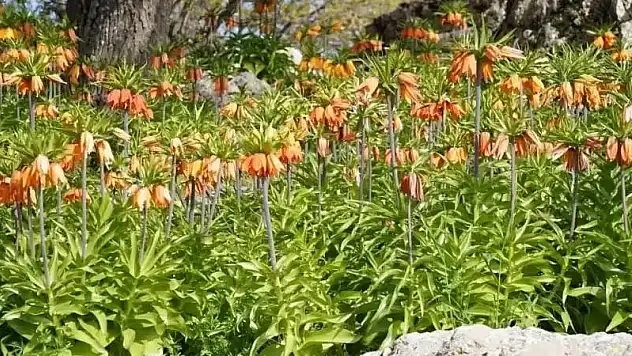 Diyarbakır'da 'ters laleler' doğayı renklendiriyor