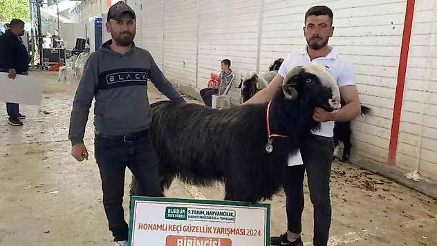Burdur'da teke ve koçların güzellik yarışması renkli görüntülere sahne oldu