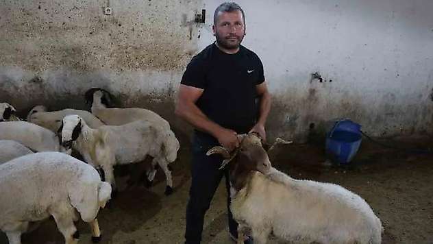 Başıboş köpek sürüleri dehşet saçtı, onlarca hayvan telef oldu
