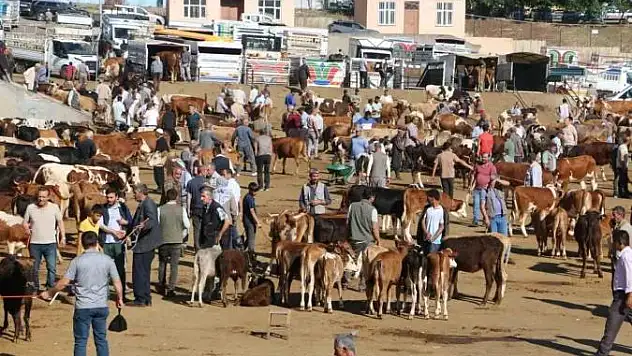 Diyarbakır'da 115 bin hayvan kurbanlık için satışa hazır
