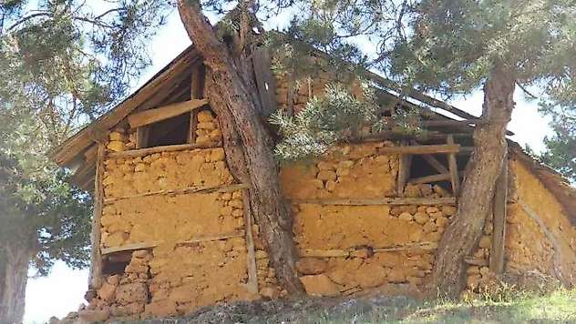 Evin duvarının içinden çıkan ağaç görenleri hayrete düşürüyor

