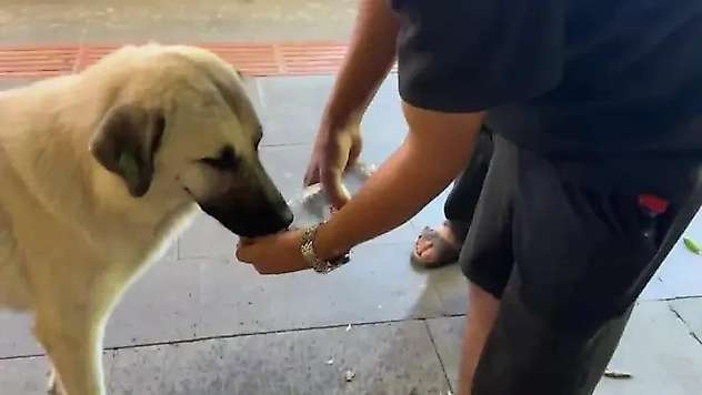 Helal sana dedirten hareket: Susayan köpeğe avcunda su içirdi
