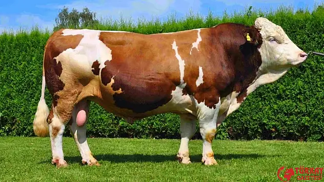 2025 büyükbaş kurbanlık fiyatları belli oldu