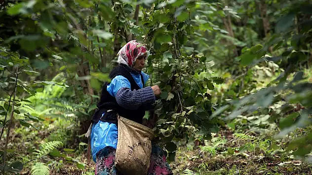 2025 fındık işçileri günlük yevmiyesi ne kadar?