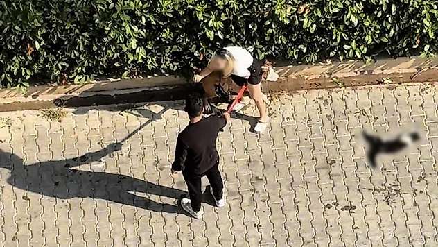 Adana'da kediyi parçalayan pitbullun sahibine 95 bin lira ceza