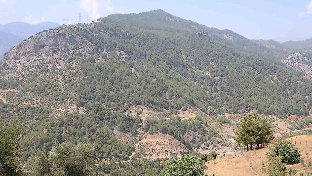 Adana'da orman yangınıyla küle dönen 4 bin hektarda fidanlar tekrar büyüdü