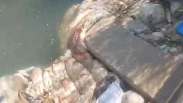 Adana'da sulama kanalları hayvan pislikleriyle doldu taştı