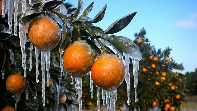 Adana için zirai don alarmı: Gece sıcaklık sıfırın altına düşecek