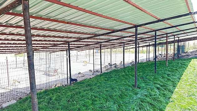 Adıyaman Belediyesi sokak hayvanlarına güvenli yuva sağladı