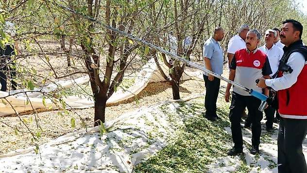 Adıyaman'da badem hasadı düzenlendi