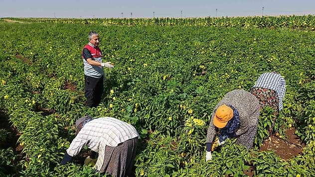 Adıyaman'da biber hasadı başladı