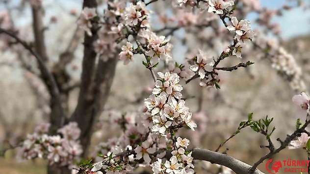 Adıyaman'da çiçek açan badem bahçeleri beyaza büründü