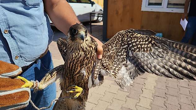 Adıyaman'da eşini darp eden şahısa evinde avlanması yasak yaban hayvanı çıktı! 113 bin TL ceza kesildi