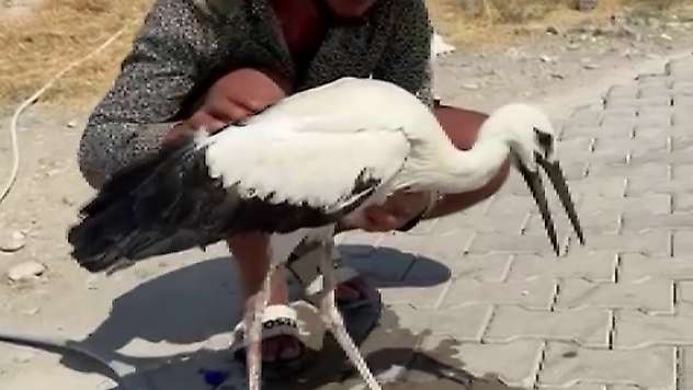 Adıyaman'da sıcaktan bayılan leyleği köylüler kurtardı