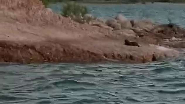 Adıyaman'da su samuru görüldü