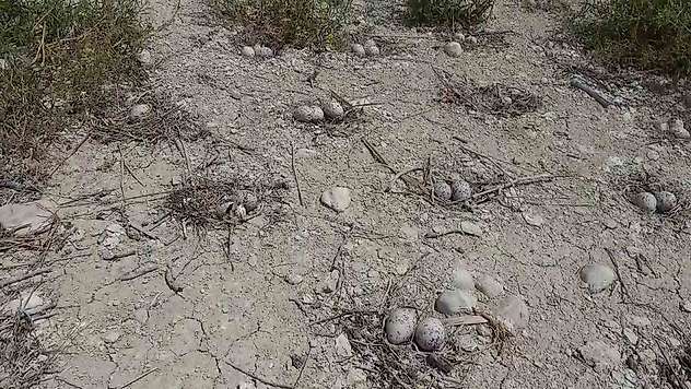 Adıyaman'daki Martı Adası'nda kuluçka dönemi yaşanıyor